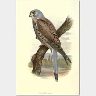Kestrel Posters and Art